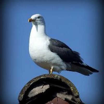 Profile Picture of Keith Appleton (@KeithAppleton2) on Twitter