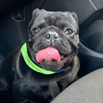 Profile Picture of Benito Figueroa (@benito_figueroapug) on Instagram