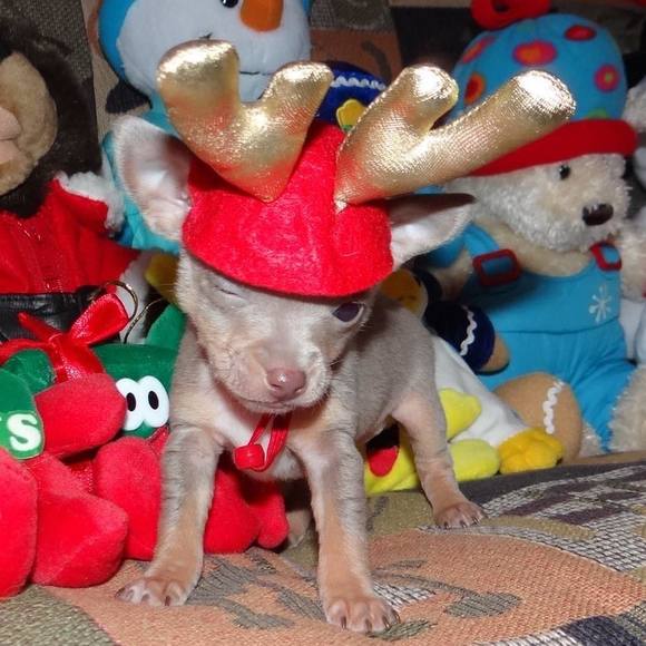 Profile Picture of Shari Ikenberg (@gromitike1) on Poshmark