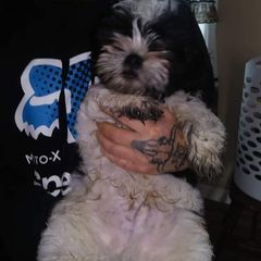 Profile Picture of josephbrownell20 (@josephbrownell20) on Tiktok