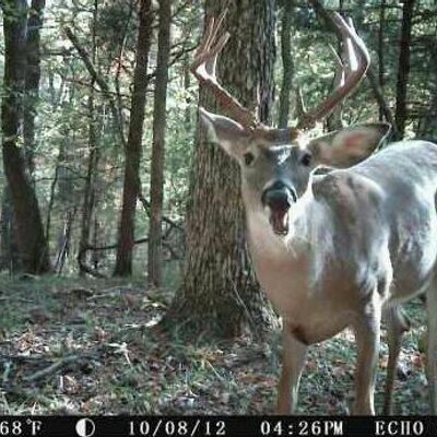 Profile Picture of Jeff Nardi (@vinny12368) on Twitter