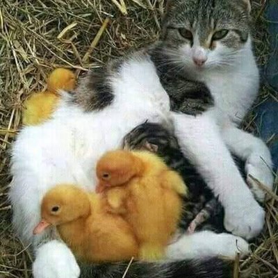 Profile Picture of Blanca  Evans (@BlancaE02800110) on Twitter