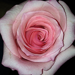 Profile Picture of kim Thompson (@kktlady9) on Flickr