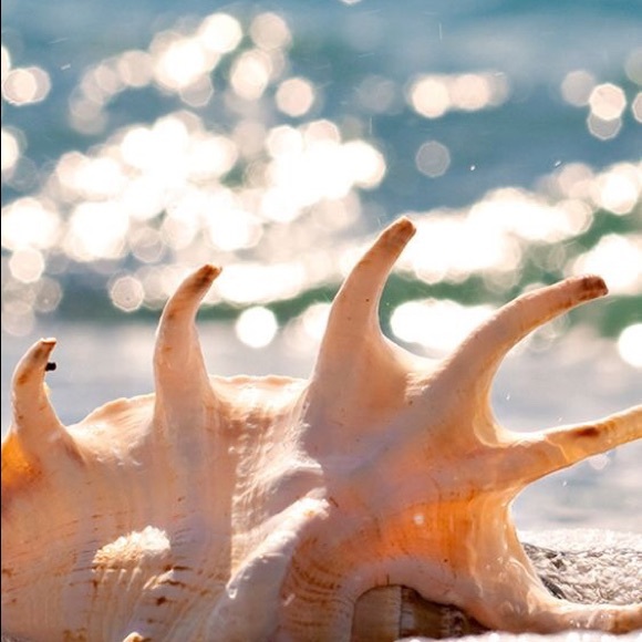 Profile Picture of Victoria Dicillo (@toriator304) on Poshmark