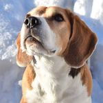 Profile Picture of Jim Beam von Amade Austria (@timmybeagle) on Instagram