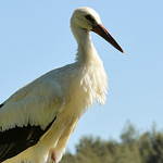 Profile Picture of Andr?s G?mez Arroyo (@Andy G?mez) on Flickr