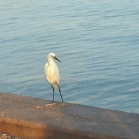 Profile Picture of Brian Ippolito (@brian-ippolito-1) on Quora