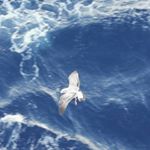 Profile Picture of Peter Pan (@eug.mcavallo) on Instagram