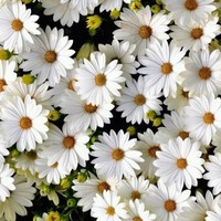 Profile Picture of Daniela Serna (@daniela-serna-3-1) on Quora