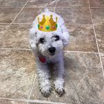 Profile Picture of Penny The Dog (@penny_halliday) on Instagram