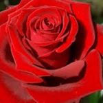 Profile Picture of Wilma Aviles (@vilma.aviles.102) on Instagram