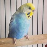 Profile Picture of David Connolly Pugh (@david_connolly_pugh) on Instagram