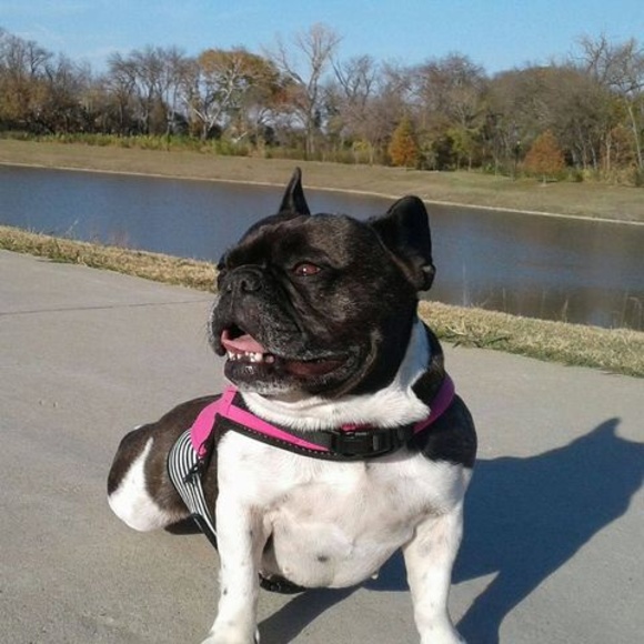 Profile Picture of Brent Cannon (@bobcattx66) on Poshmark