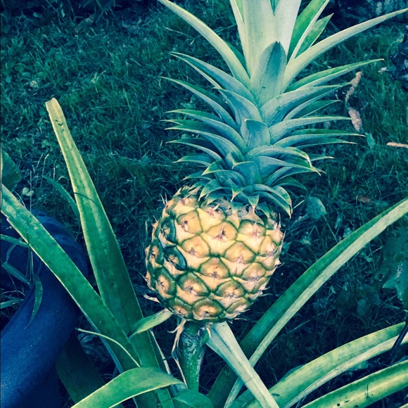 Profile Picture of Sarah Alcantara (@sarahalcantara) on Poshmark