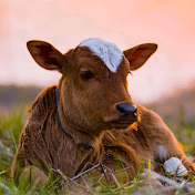 Profile Picture of Sahil Mishra (@SahilMishra-e9e) on Youtube