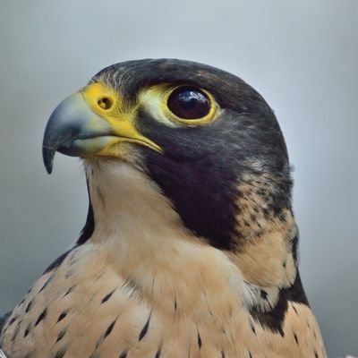 Profile Photo of Henry The Falcon (@Henrythefalcon) on Twitter