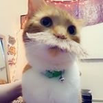 Profile Picture of Dr.Eugene (@dr.eugenesamualloomis) on Instagram