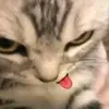 Profile Picture of sushi (@jonathanholger) on Tiktok