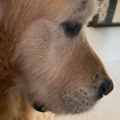 Profile Picture of Andrew Cao (@CaoTsao) on Twitter