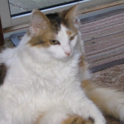 Profile Picture of Ned Swift (@nwswift) on Twitter