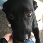 Profile Picture of Alex & Stryker (@alex_and_stryker) on Instagram