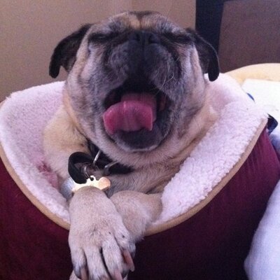 Profile Picture of Carly Haws (@Puggeroonie) on Twitter