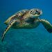 Profile Picture of danielle rinker (@1turtlelover) on Pinterest