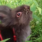 Profile Picture of Джейсон (@jason_rabbit_) on Instagram