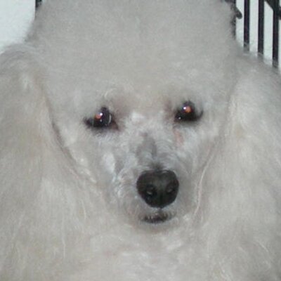 Profile Picture of Pat Goldberg (@Bulgari2224) on Twitter