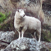 Profile Picture of Duncan Seed (@Deezeerider) on Youtube