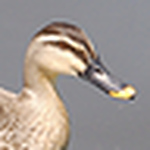 Profile Picture of Masahiro Serizawa (@maseritz) on Flickr