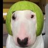 Profile Picture of Walter (@@watermelonwaltermain) on Tiktok