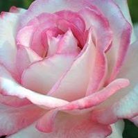 Silvia Polanco - Pinterest Profile Picture of Silvia Polanco (@silviapolancove) on Pinterest