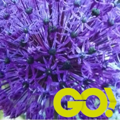 Profile Picture of Joyce Miller 🇬🇧 (@agapanthus49) on Twitter