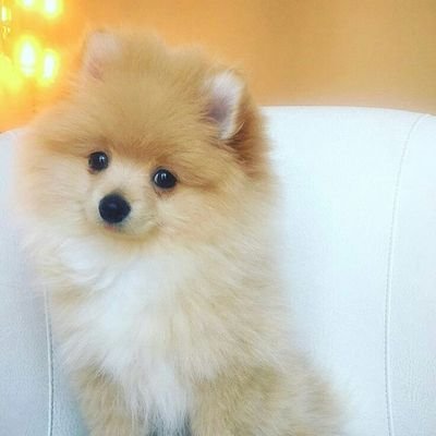 Profile Picture of Jose Zamarron (@Jose29426726) on Twitter