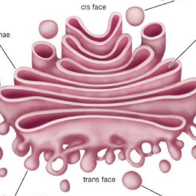 Mitchell Cutler - Twitter Profile Picture of Mitchell Cutler (@GOLGICOMPLEX2) on Twitter