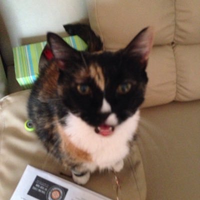 Profile Picture of Nancy Heminghous (@NancyDeneau) on Twitter