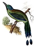 Profile Picture of Blue-capped motmoton Wikipedia