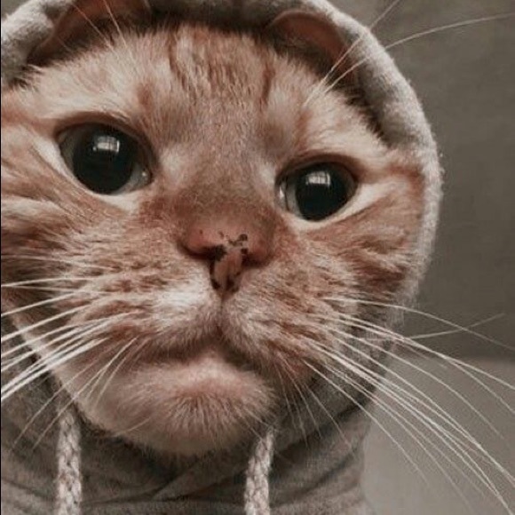 Profile Picture of Kevin Paterna (@kevvcp) on Poshmark