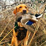 Profile Picture of James Buice (@jb_fly_rep) on Instagram