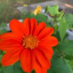 Profile Picture of Barbara Conway (@oldladycrazyplants) on Instagram