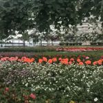 Profile Picture of Aardals Gartneri (@aardalsgartneri) on Instagram