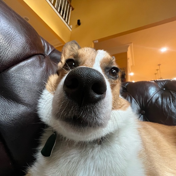 Profile Picture of Sofia Liu (@aihposgnay) on Poshmark