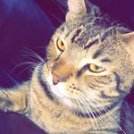 Profile Picture of Jeff Hefner (@jeff_hefner) on Instagram