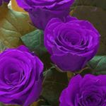 Profile Picture of Janet Murphy (@janetmurphy9580) on Instagram