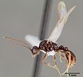Profile Picture of Leptothorax pacis - Wikipediaon Wikipedia