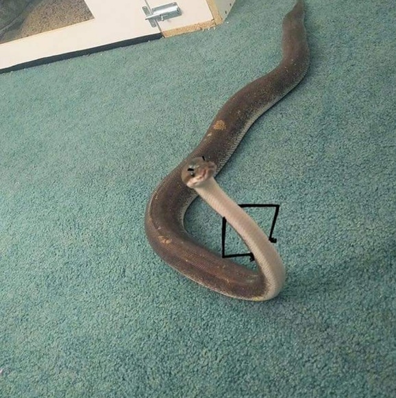 Profile Picture of Celina Aguirre (@caguirre1353) on Poshmark