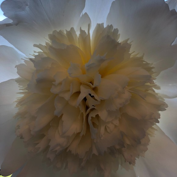 Profile Picture of Cher Selissen (@allwazeclassy) on Poshmark