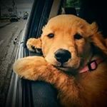 Profile Picture of Robin Strang Stansell (@robinstrangstansell) on Instagram