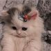 Profile Picture of Nevin Nguyễn (@nguyen.chris.94617) on Facebook